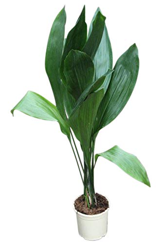 Planta de la casa - Planta para el hogar o la oficina - Aspidistra elatior - Idioma de la suegra - GRAN PLANTA de 95 cm de altura
