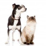 Top enfermedades aseguradas en gatos y perros