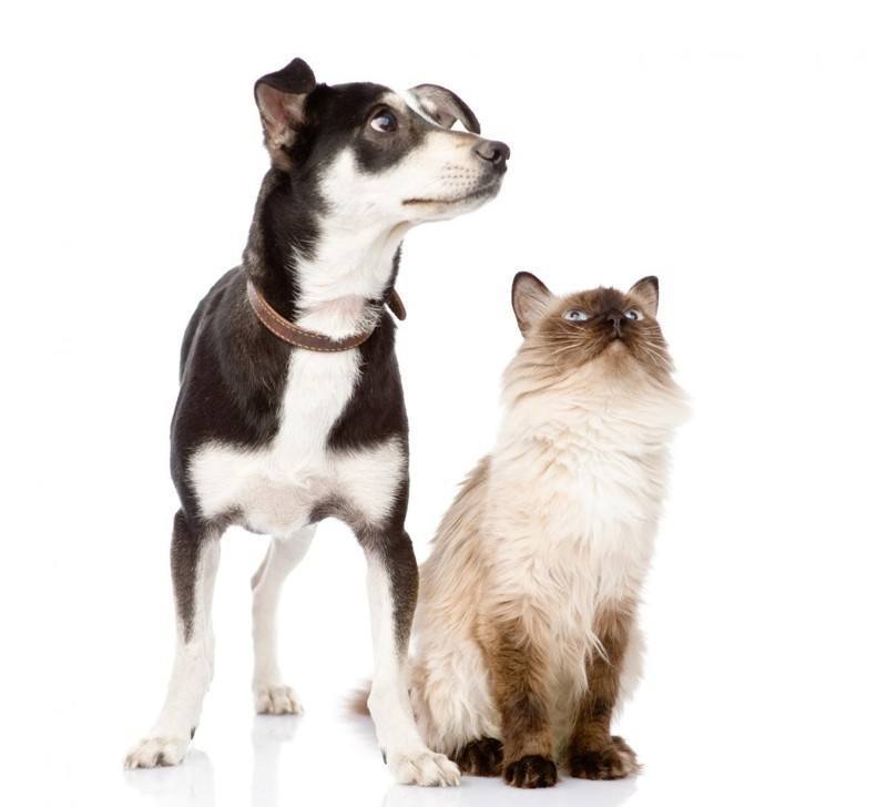 Top enfermedades aseguradas en gatos y perros