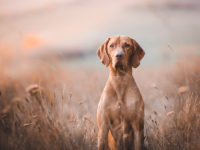 Seguro para perros de caza