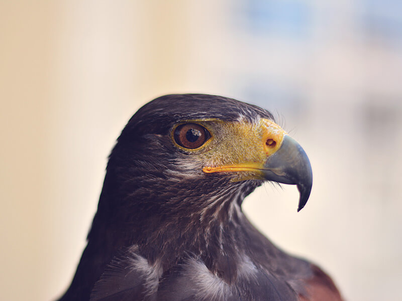 Guía del seguro para águilas, halcones, búhos y otras aves de cetrería
