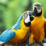 Seguro para aves exoticas