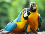 Guía del seguro de loros, yacos, cacatúas, cotorras y otras aves exóticas