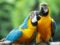 Guía del seguro de loros, yacos, cacatúas, cotorras y otras aves exóticas