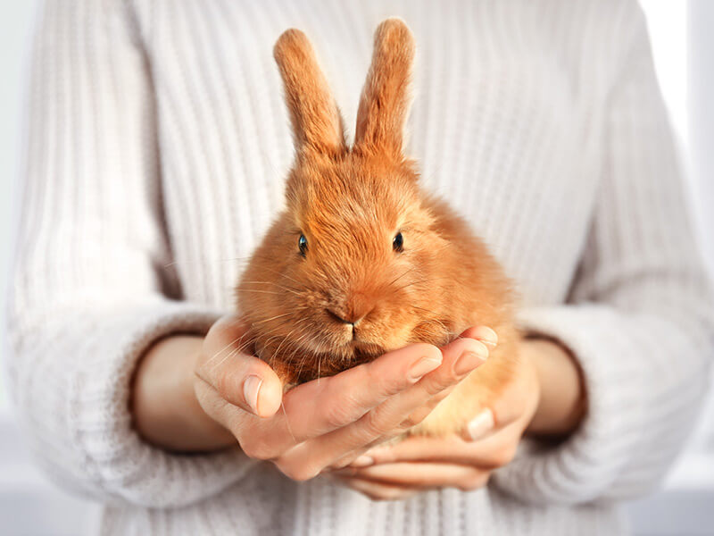 Seguros para conejos, hamsters, cobayas, chinchillas y otros roedores