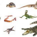 Seguro para reptiles