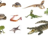 Guía del seguro para iguanas, serpientes, tortugas, lagartos y otros reptiles
