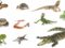 Guía del seguro para iguanas, serpientes, tortugas, lagartos y otros reptiles