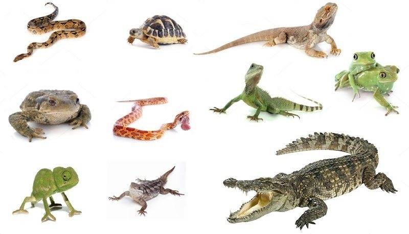 Seguro para reptiles