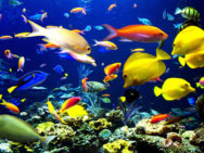 Guía del seguro para peces exoticos