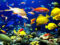 Guía del seguro para peces exoticos