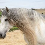 Seguros para caballos