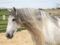 Guía del seguro para caballos, ponys, burros y mulas