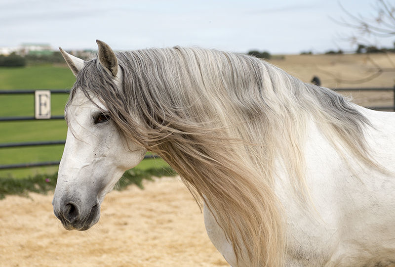 Seguros para caballos