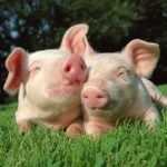 Toda la información sobre cerdos vietnamitas o mini cerdos