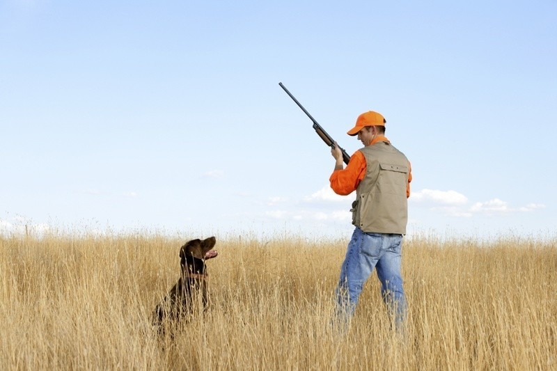 Seguros para perros de caza