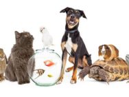 Guía del seguro para mascotas exóticas