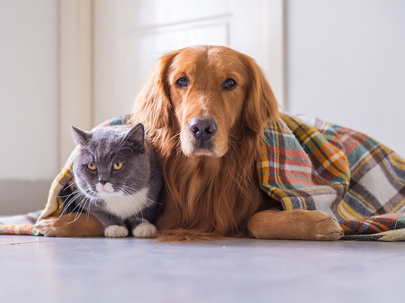 Como las mascotas sobreviven al invierno