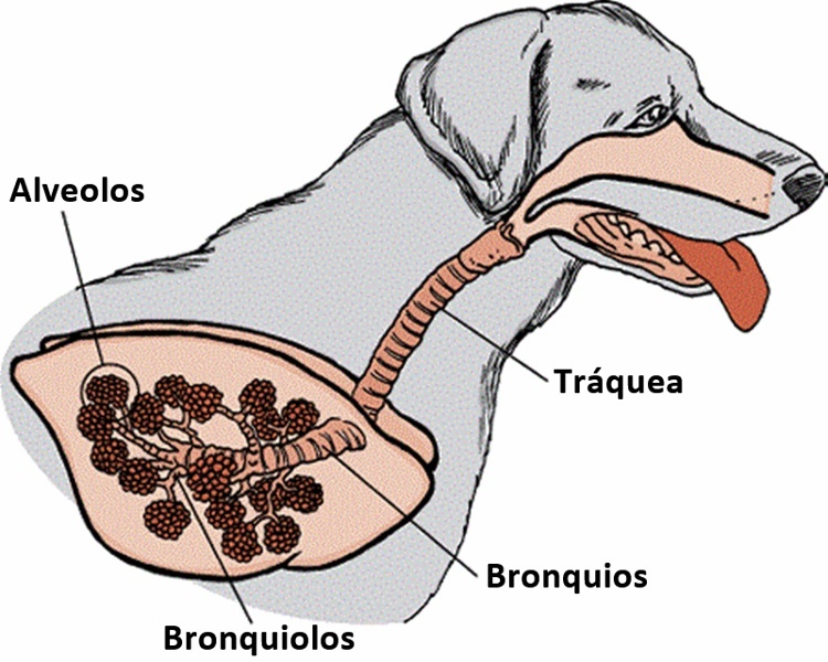 Sistema respiratorio de los perros