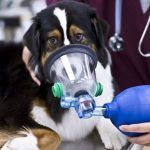 Cáncer de pulmón en los perros