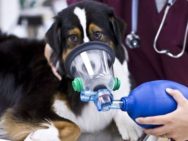 Cáncer de pulmón en los perros