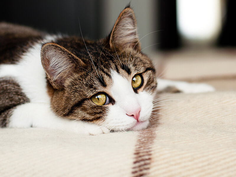 Cáncer de pulmón en los gatos