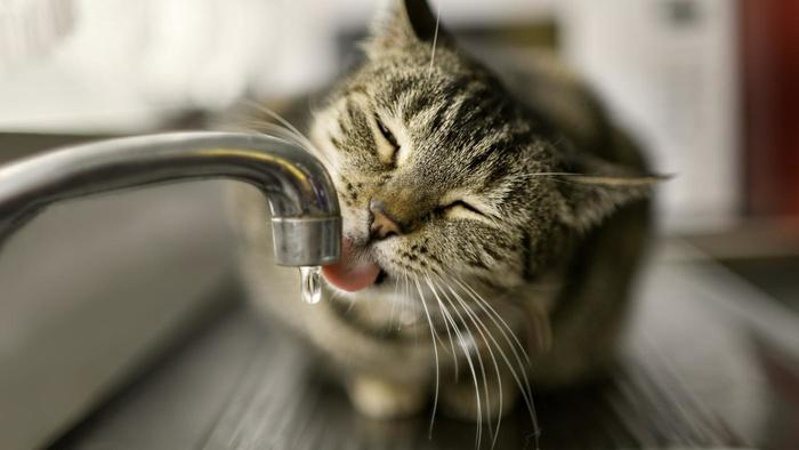 Incitar Sinis Mutuo Los gatos y el agua - Todo lo que tienes que saber