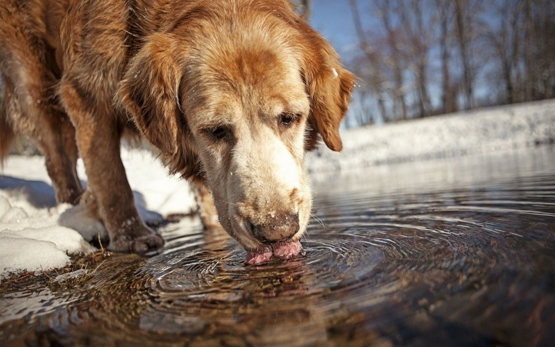 Problemas de la deshidratación en los perros