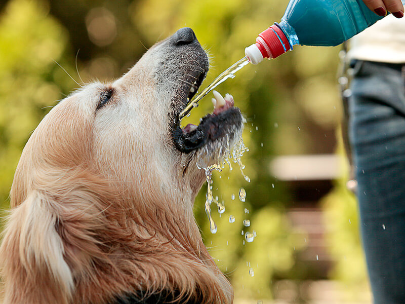 Todo sobre los perros y el agua