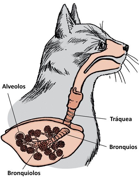 Sistema respiratorio de los gatos