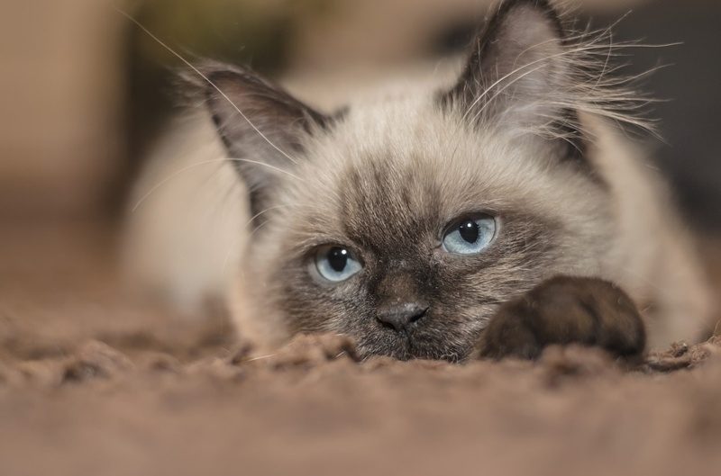 Los cánceres que más sufren los gatos