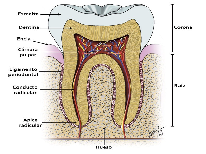 Esquema de las capas de un diente