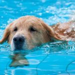 ¿Cómo sobreviven los animales al verano?