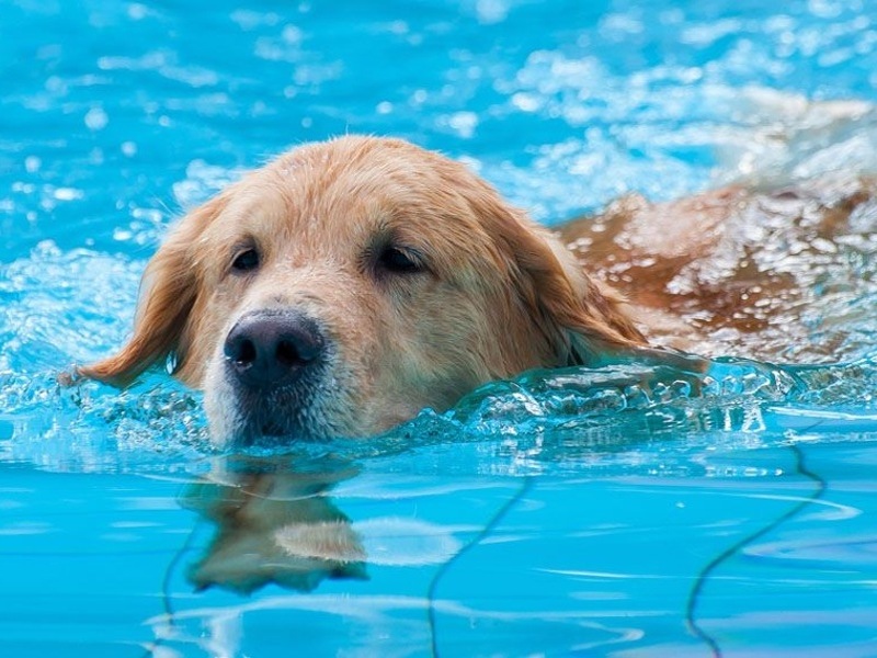 ¿Cómo sobreviven los animales al verano?