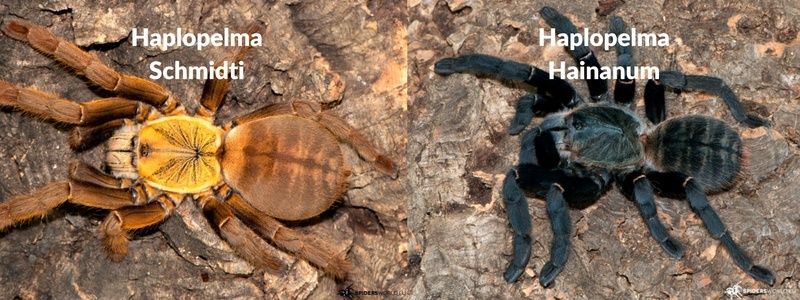 Arañas peligrosas en China - Haplopelma Schmidti y Hainanum