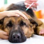 Los cánceres que más sufren los perros, sus causas y cómo prevenirlos