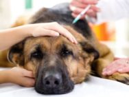 Los cánceres que más sufren los perros, sus causas y cómo prevenirlos
