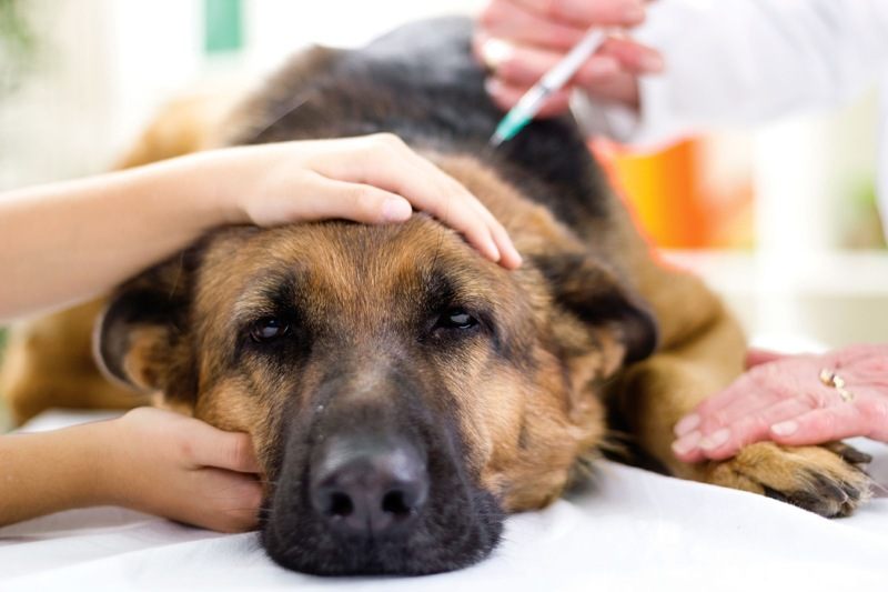 Los cánceres que sufren perros, sus causas y cómo prevenirlos