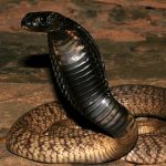 Cobra Egipcia Marruecos