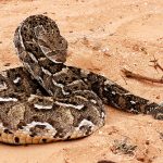 Víbora Bufadora Marruecos