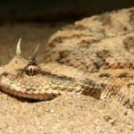 Víbora Cornuda Marruecos