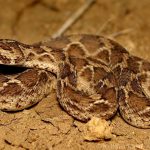 Víbora de escamas aserradas Marruecos