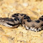 Víbora Lataste Marruecos