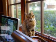 Tener un gato en casa – Razones, ventajas, inconvenientes y sugerencias
