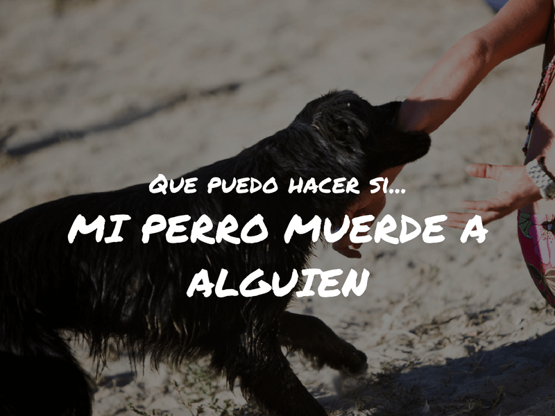 Que hacer si mi perro muerde a alguien