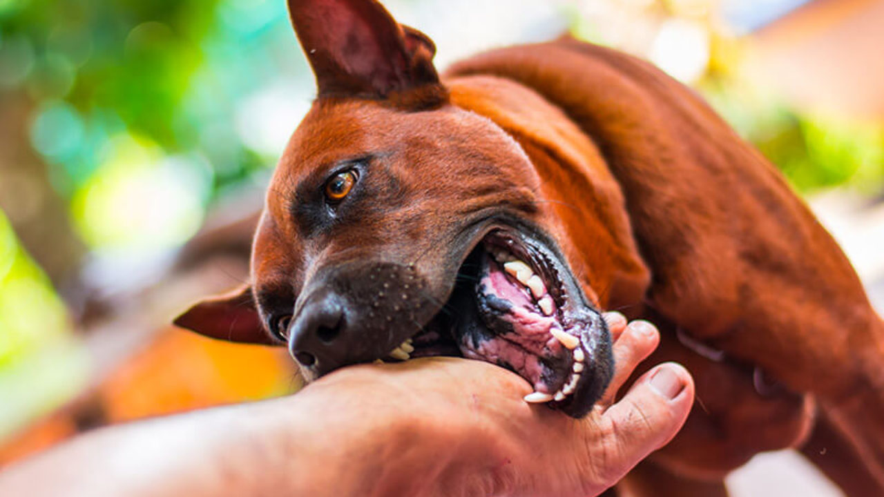 Repetido Especializarse whisky Qué hacer cuando tu perro ataca o muerde a una persona o un animal