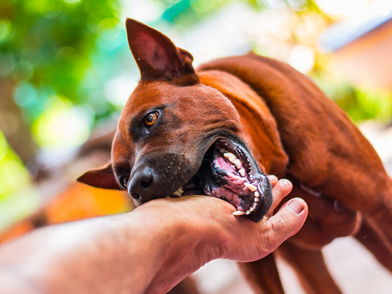 Repetido Especializarse whisky Qué hacer cuando tu perro ataca o muerde a una persona o un animal