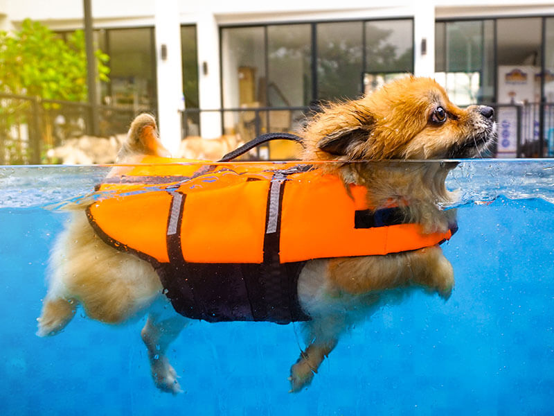 kiwi Sinfonía oferta Flotadores para perros: selección de los modelos más destacados