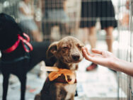 Cómo adoptar un perro – Requisitos, protectoras, necesidades