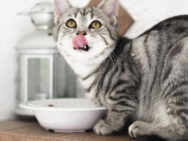 ¿Cuánto cuesta mantener un gato al año? Gastos que no habías pensado